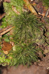 Dicranoloma menziesii