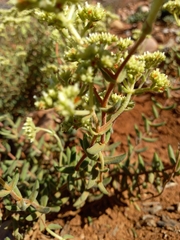 Crassula mesembryanthoides