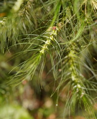 Dicranoloma menziesii