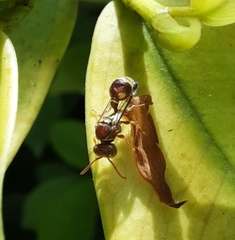 Ropalidia cyathiformis