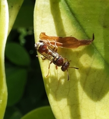 Ropalidia cyathiformis