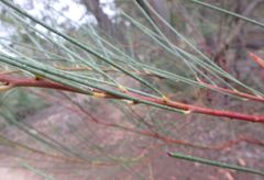 Acacia calamifolia