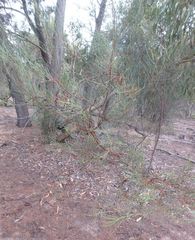 Acacia calamifolia