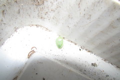 Pentatomidae