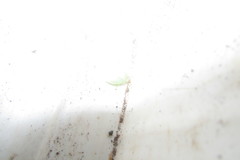 Pentatomidae