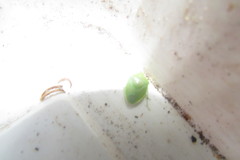 Pentatomidae