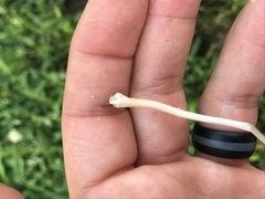 Conocybe apala albipes