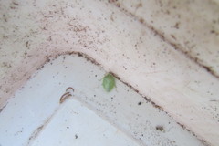 Pentatomidae