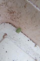 Pentatomidae