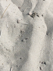 Anoteropsis litoralis