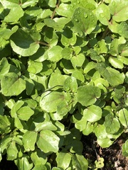 Nasturtium officinale