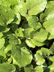 Nasturtium officinale