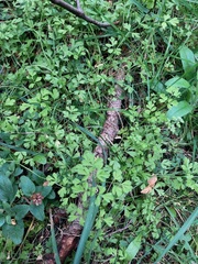 Chaerophyllum ramosum