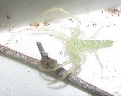 Araneae