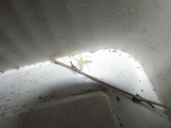 Araneae