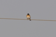 Fringilla montifringilla