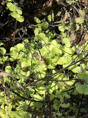 Adiantum capillus-veneris