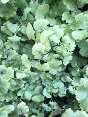 Adiantum capillus-veneris