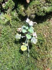 Nasturtium officinale