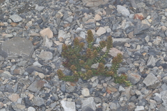 Veronica haastii