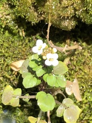 Nasturtium officinale