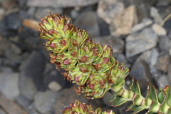 Veronica haastii