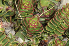 Veronica haastii