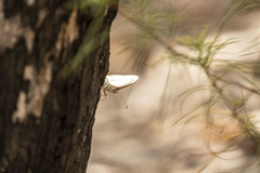 Heteronympha merope