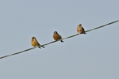 Chloris sinica