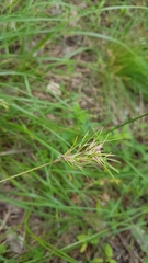 Poa bulbosa vivipara