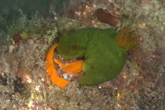 Tambja dracomus