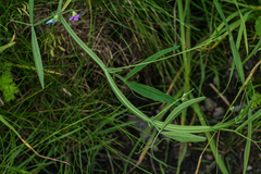 Lathyrus hirsutus