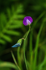Lathyrus hirsutus