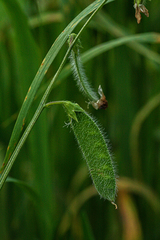 Lathyrus hirsutus