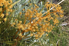 Aciphylla montana
