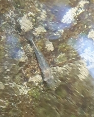 Paratya curvirostris