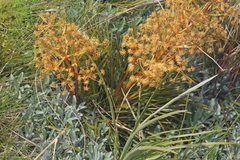 Aciphylla montana
