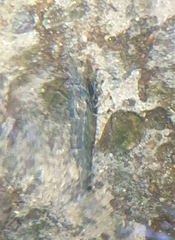 Paratya curvirostris