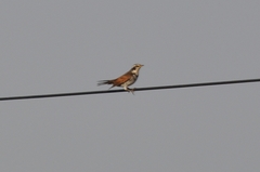 Turdus eunomus