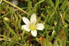 Montia sessiliflora