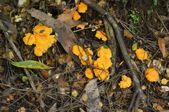 Cantharellus concinnus