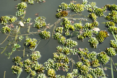Salvinia cucullata