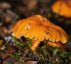 Cantharellus concinnus