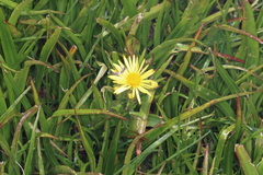 Dolichoglottis lyallii × scorzoneroides