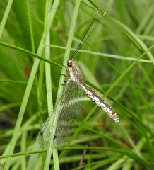 Suhpalacsa subtrahens