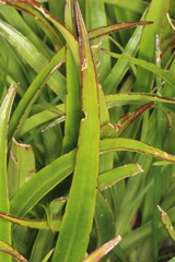 Dolichoglottis lyallii × scorzoneroides