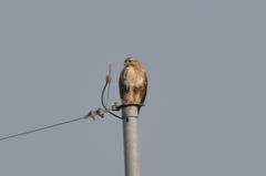 Buteo japonicus
