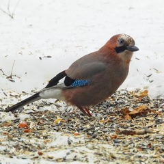 Garrulus glandarius