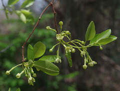 Gymnanthera oblonga