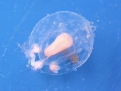 Euphysa flammea